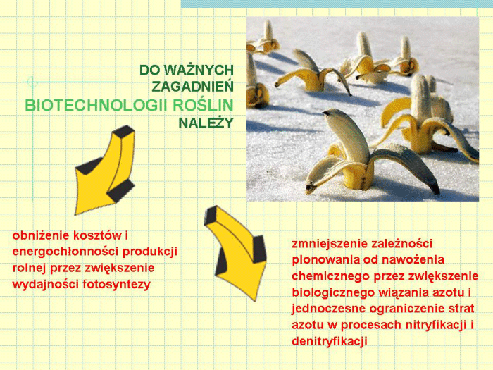 Slajd prezentacji