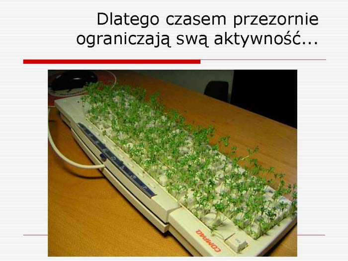 Slajd prezentacji